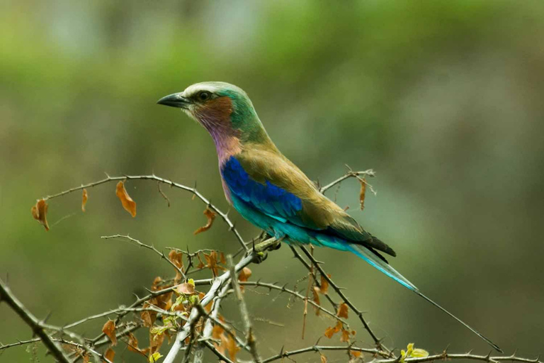 3-day Rwanda Bird Watching in Akagera National Park