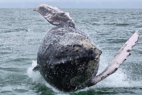 Uvita: Whale Watching Tour in Marino Ballena National Park