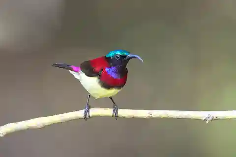 Munnar Birding and Bird Photography Trip
