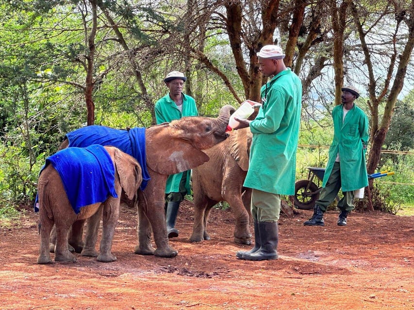 Nairobi Elefantb Rnehjem Girafcenter Og Karen Blixen Getyourguide