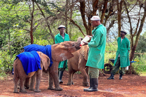 Nairobi: Elephant Orphanage, Giraffe Centre and Karen BlixenElephant Orphanage, Giraffe Centre and Karen Blixen