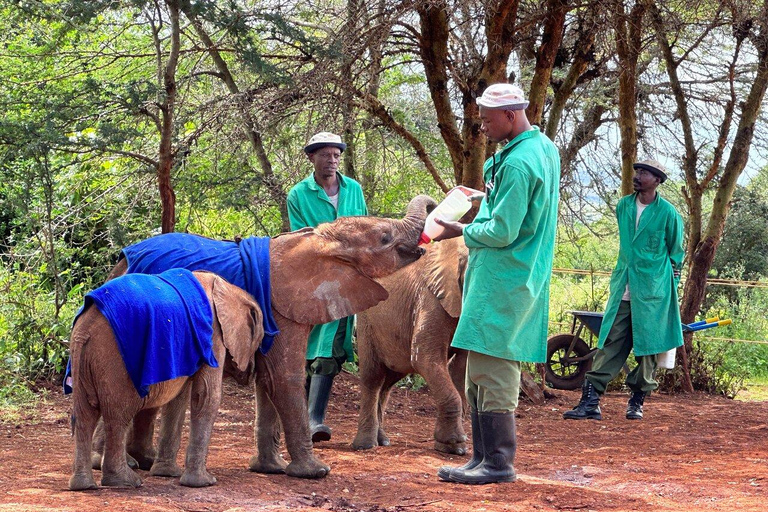 Nairobi: Elephant Orphanage, Giraffe Centre and Karen BlixenElephant Orphanage, Giraffe Centre and Karen Blixen