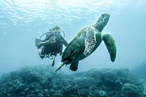 Cebu: Moalboal Scuba Diving, Sardines Run & Pescador Snorkel - Image 2