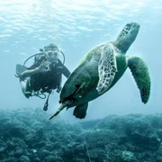 Cebu: Moalboal Scuba Diving, Sardines Run & Pescador Snorkel
