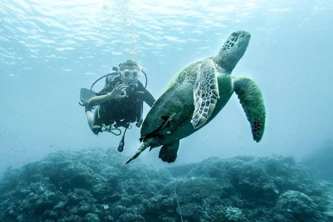 Cebu: Moalboal Scuba Diving, Sardines Run & Pescador Snorkel Moalboal: Sardine Run Scuba Diving & Pescador Island Snokel