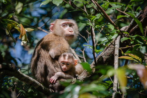 Banguecoque: Excursão a pé em pequenos grupos ao Parque Nacional de Khao YaiTour particular com serviço de busca no hotel e traslado de ida e volta