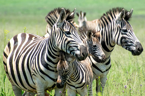 Arusha National Park: Day Trip with Walking Safari & Canoe Shared Day Trip Transfer & Game Drive (Fees Excluded)