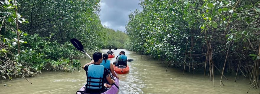 Visite de la mangrove sur l'île de Damas en kayak ou en bateau