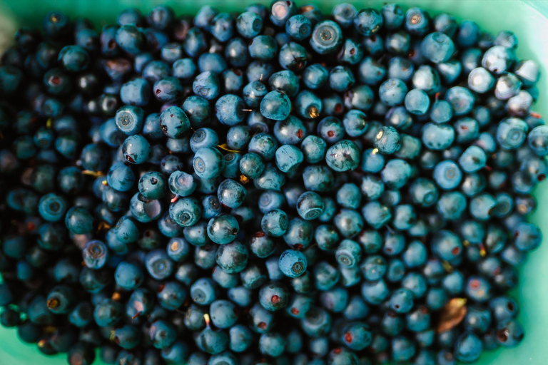 Rovaniemi: Arctic Wild Berry & Mushroom Foraging and Tasting