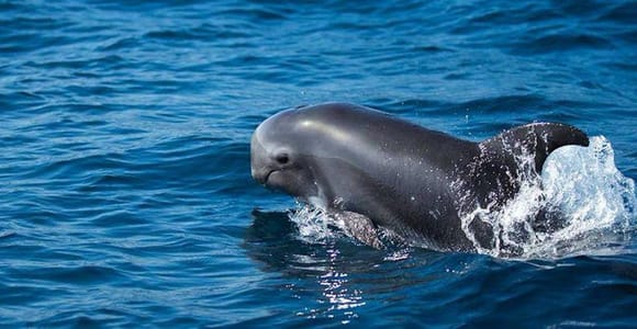 Fuerteventura: Dolphin watching and Lobo Island Combo Cruise