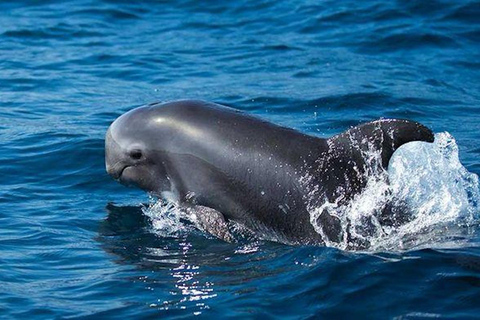 Fuerteventura: Observação de golfinhos e Cruzeiro Combo pela Ilha do Lobo