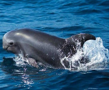 Fuerteventura: Dolphin watching and Lobo Island Combo Cruise