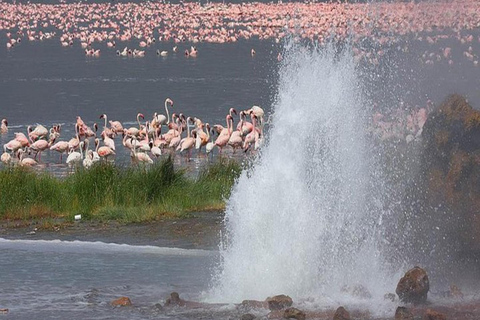 De Nairóbi: Safári de 2 dias no Lago Bogoria e no Lago Nakuru