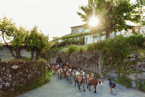 2h Quad Tour - Arcos de Valdevez - Peneda Gerês