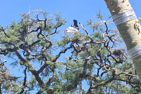 Addis Ababa: 6-Day Abijata Shalla NP & Bale Mountains Tour