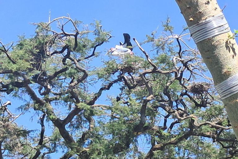 Addis Ababa: 6-Day Abijata Shalla NP & Bale Mountains Tour