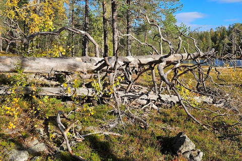 Lapponia: Escursione guidata nella natura incontaminata di Luosto