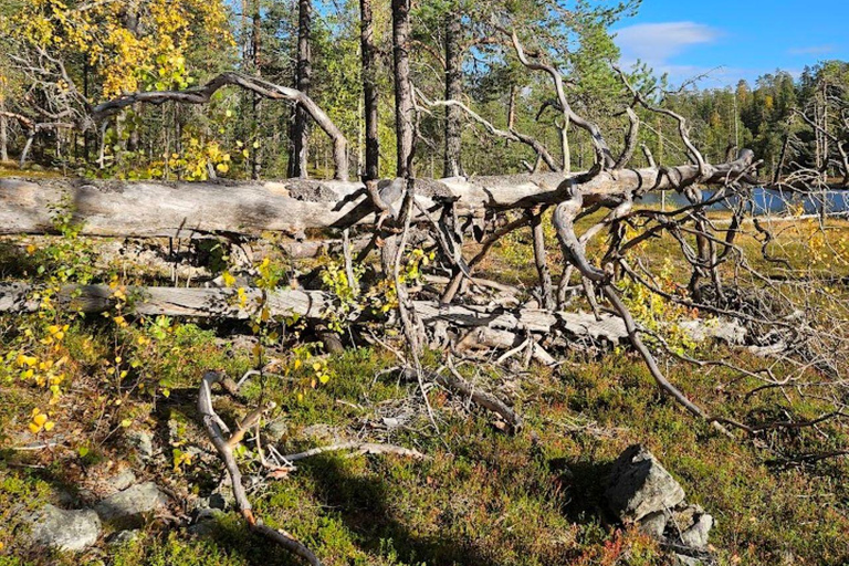 Lapponia: Escursione guidata nella natura incontaminata di Luosto