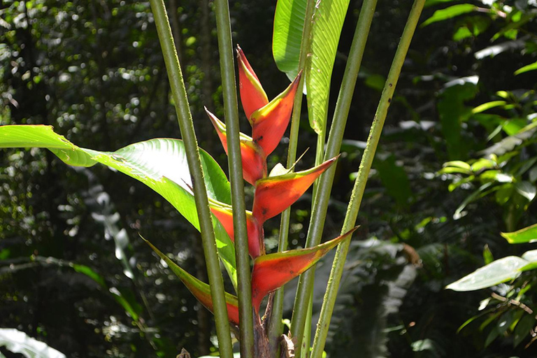 Tobago: Lo más destacado y Jardín Tropical con Colibríes