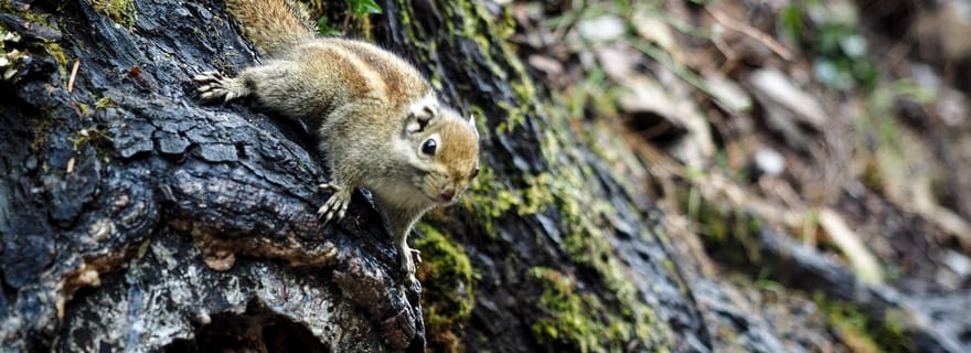 Shangri-La : Trek du mont Meili et du village de Yubeng