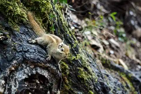 Shangri-La: Meili Snow Mountain and Yubeng Village Trek