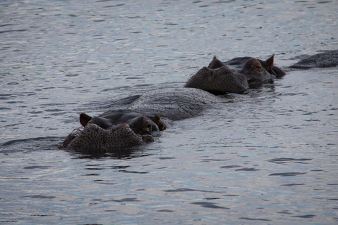 Victoria Falls: Night Safari, Bush Dining & Star Wisdom