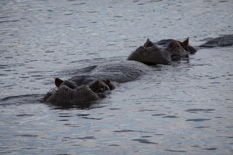 Victoria Falls: Night Safari, Bush Dining & Star Wisdom