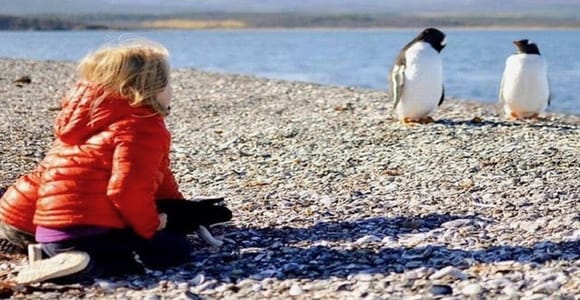 Navegación por el canal Beagle y paseo con pingüinos papúa en isla Martillo