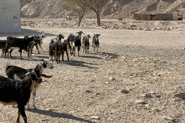 HRG: Jeep Safari with Quad, Buggy, Camel, Opt/ Dinner & show Mega Safari with Quad, Buggy, Camel ride & Bedouin camp