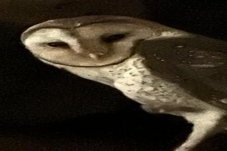 Santa Cruz: Giant Tortoise Watching and Lava Tunnels Tour