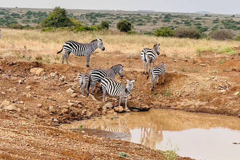 Da Nairobi: Escursione di un giorno al Parco Nazionale del Lago Nakuru