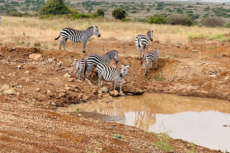 Depuis Nairobi : Excursion d&#039;une journée au parc national du lac Nakuru