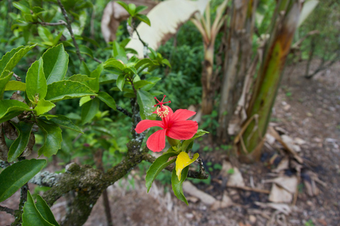 Oahu: Wycieczka prywatna Waikiki - Pełny krąg wysp - Możliwość dostosowania