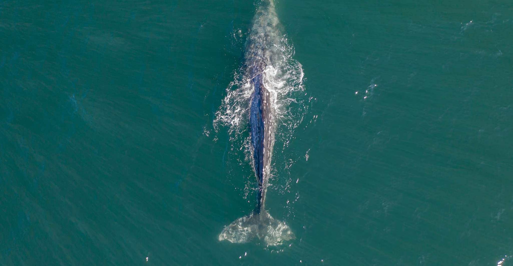 Whale Watching in Kalpitiya - Housity