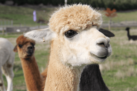 Seoul: Samaksan Cable Car &amp; Nami with Alpaca World/Railbike