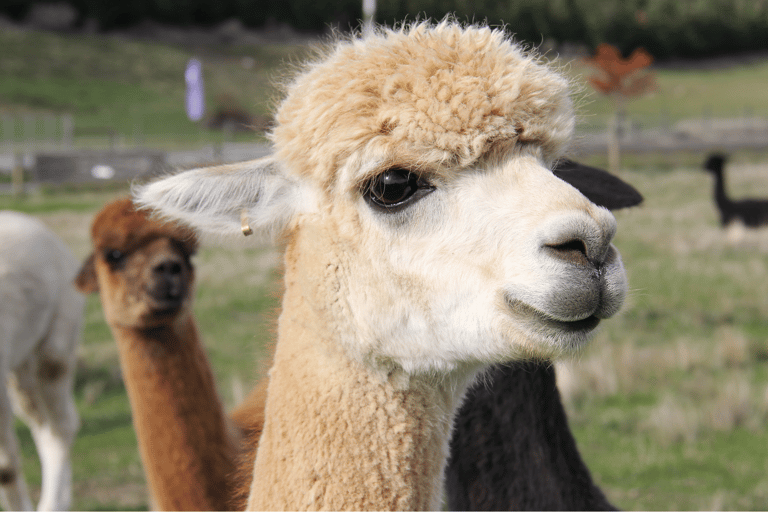 Seul: Kolejka linowa Samaksan i Nami z Alpaca World/Railbike