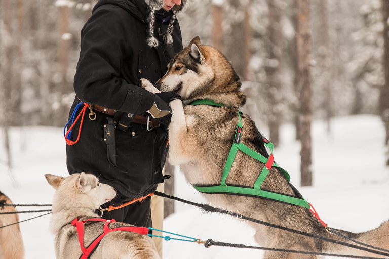 Snowy Trails Husky Safari (5 Km)