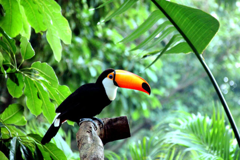 Parque de las Aves de Chimelong