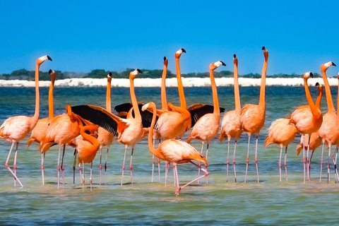 Passeio de flamingo Rio Lagartos, Yucatan 2 horas