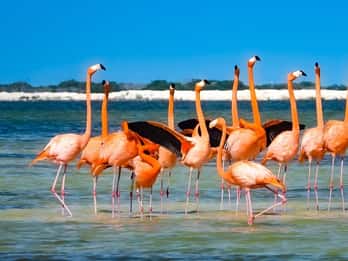 tour de flamencos en Río Lagartos, Yucatán 3 horas