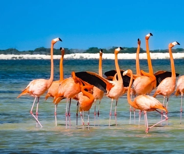 tour de flamencos en Río Lagartos, Yucatán 3 horas