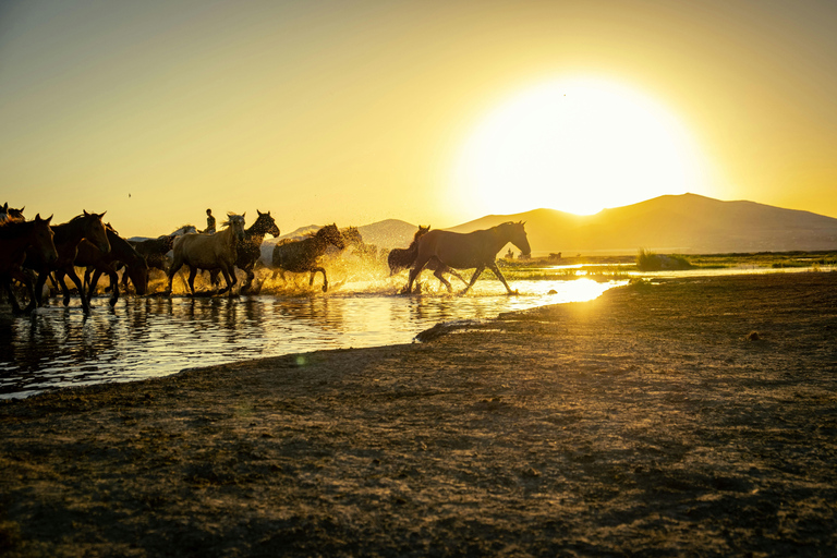 Fort Lauderdale: Horseback Ride with Photo Experience Horseback Ride with Photo Experience (2 Hours)
