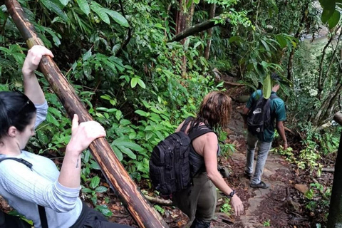 6 Hour Sinharaja Rainforest Tour