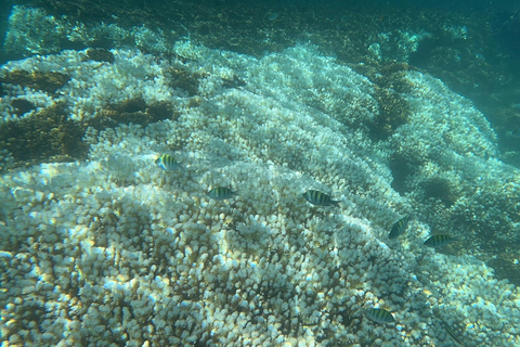 La Paz: Espiritu Santo Island Tour
