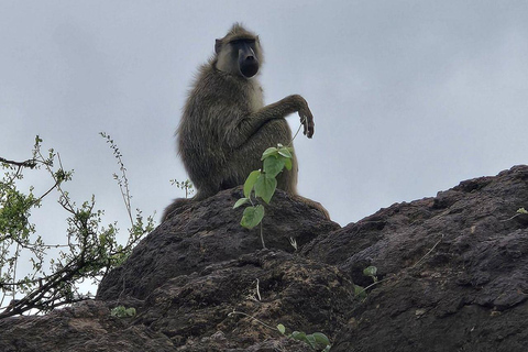 Diani/Mombasa: 2 Days to Tsavo East & Tsavo West with meals