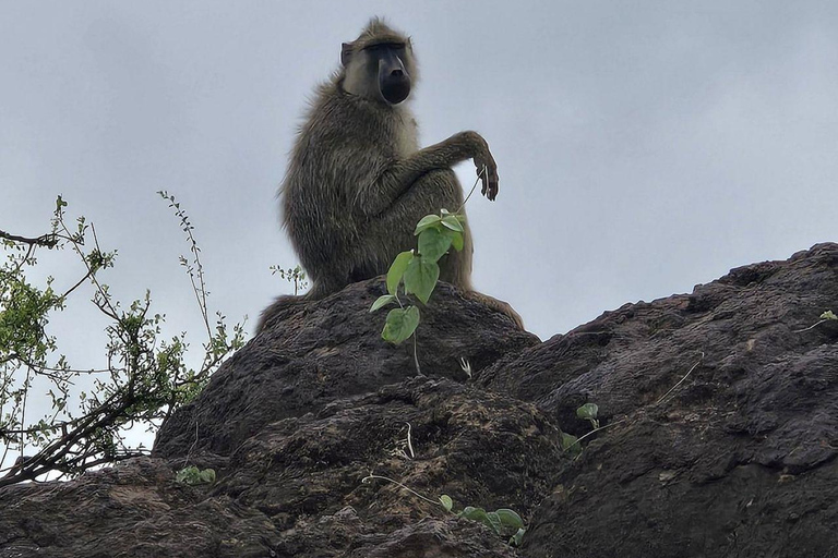 Diani/Mombasa: 2 Days to Tsavo East & Tsavo West with meals