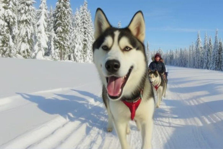 Husky Tour Experience in Levi