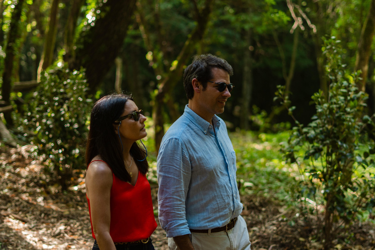 Douro Valley: A Sensory Experience in the Douro: Wines, Olive Oil, and History Douro Valley: Sensory Experience in the Douro: Wines, Olive Oil, and History