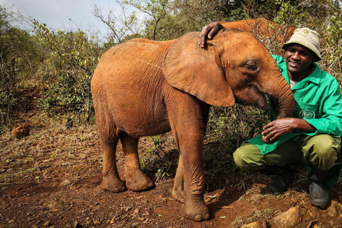 Nairobi; Tour di mezza giornata del David Sheldrick Elephant TrustTour di mezza giornata del David SheLdrick Elephant Trust