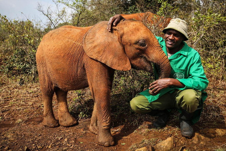 Nairobi; Tour di mezza giornata del David Sheldrick Elephant TrustTour di mezza giornata del David SheLdrick Elephant Trust